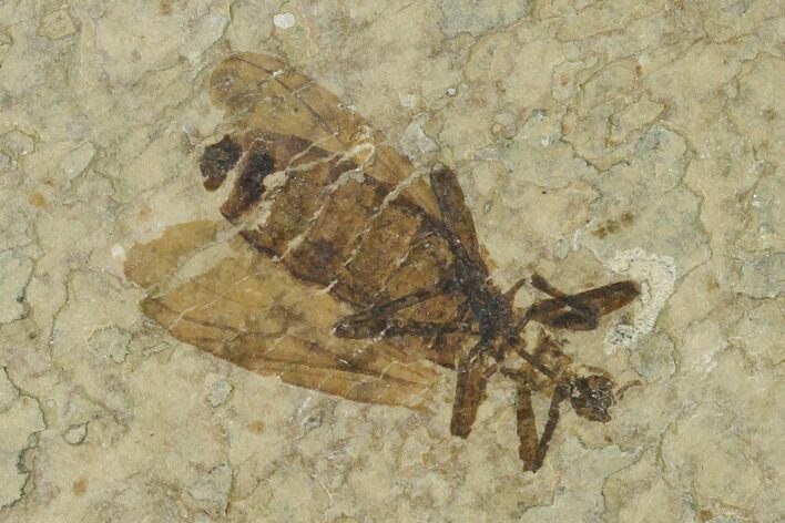Fossil March Fly (Plecia) - Green River Formation #135898
